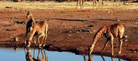 A herd of giraffe drinking from a water hole in Etosha National Park | Sue Badyari