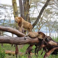 Lions resting at Lake Nakuru, Kenya | Ayla Rowe