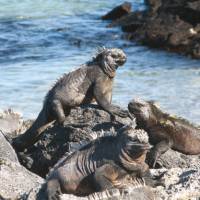 The Marine Iguanas are just some of the many animals you will discover on the Galapagos Islands | Jeanette Kuoni