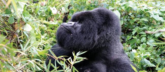 A male mountain gorilla in the jungle of Volcanoes National Park | Gesine Cheung